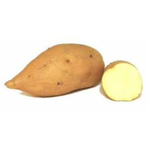 White-Sweet-Potato-(AZU-013)